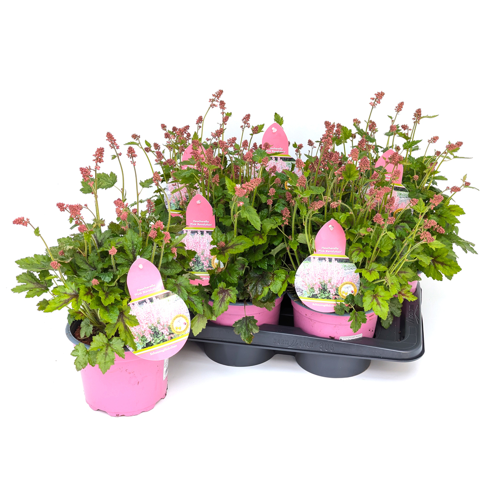 Heucherella hybride pink revolution