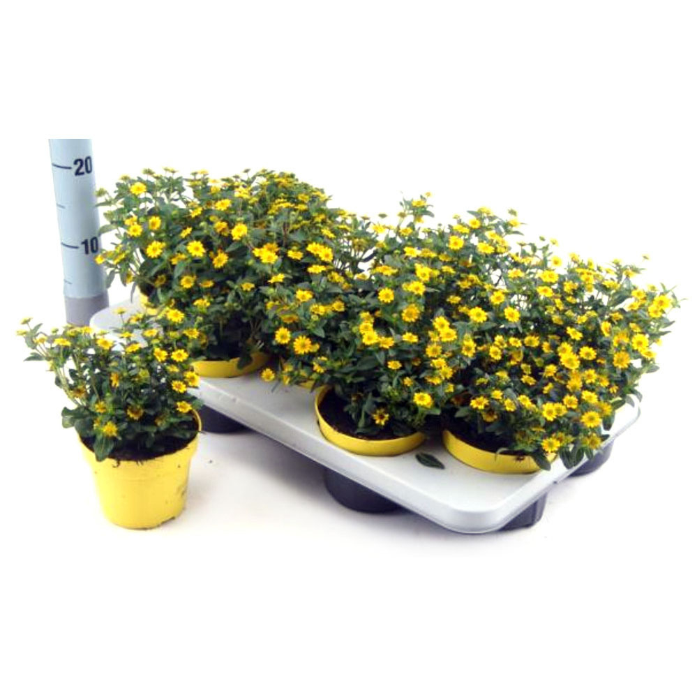 Sanvitalia procumbens cuzco