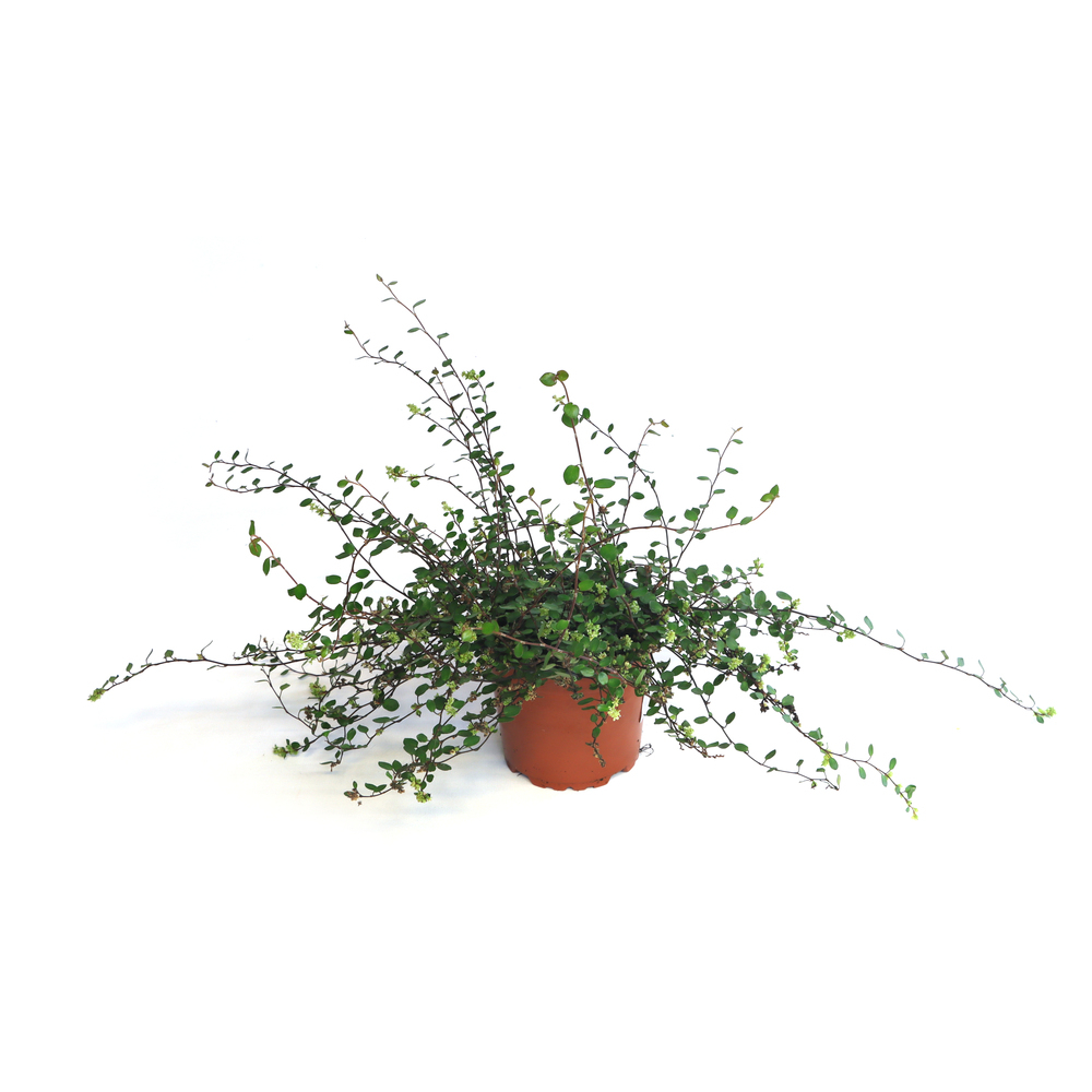 Muehlenbeckia complexa