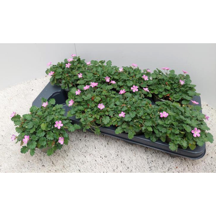 Erodium variabile bishops form