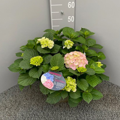 Hydrangea macrophylla trio