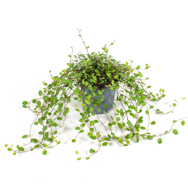 Muehlenbeckia complexa