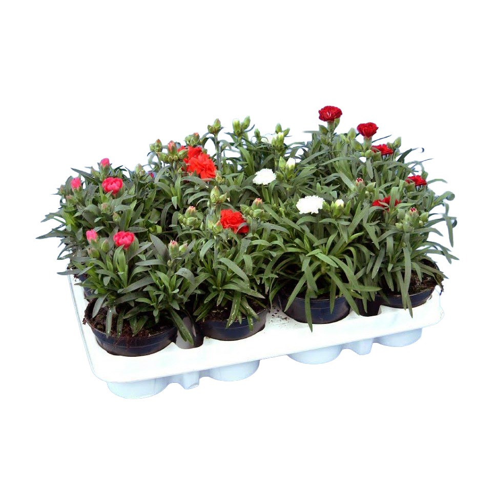 Dianthus caryophyllus tennerifa