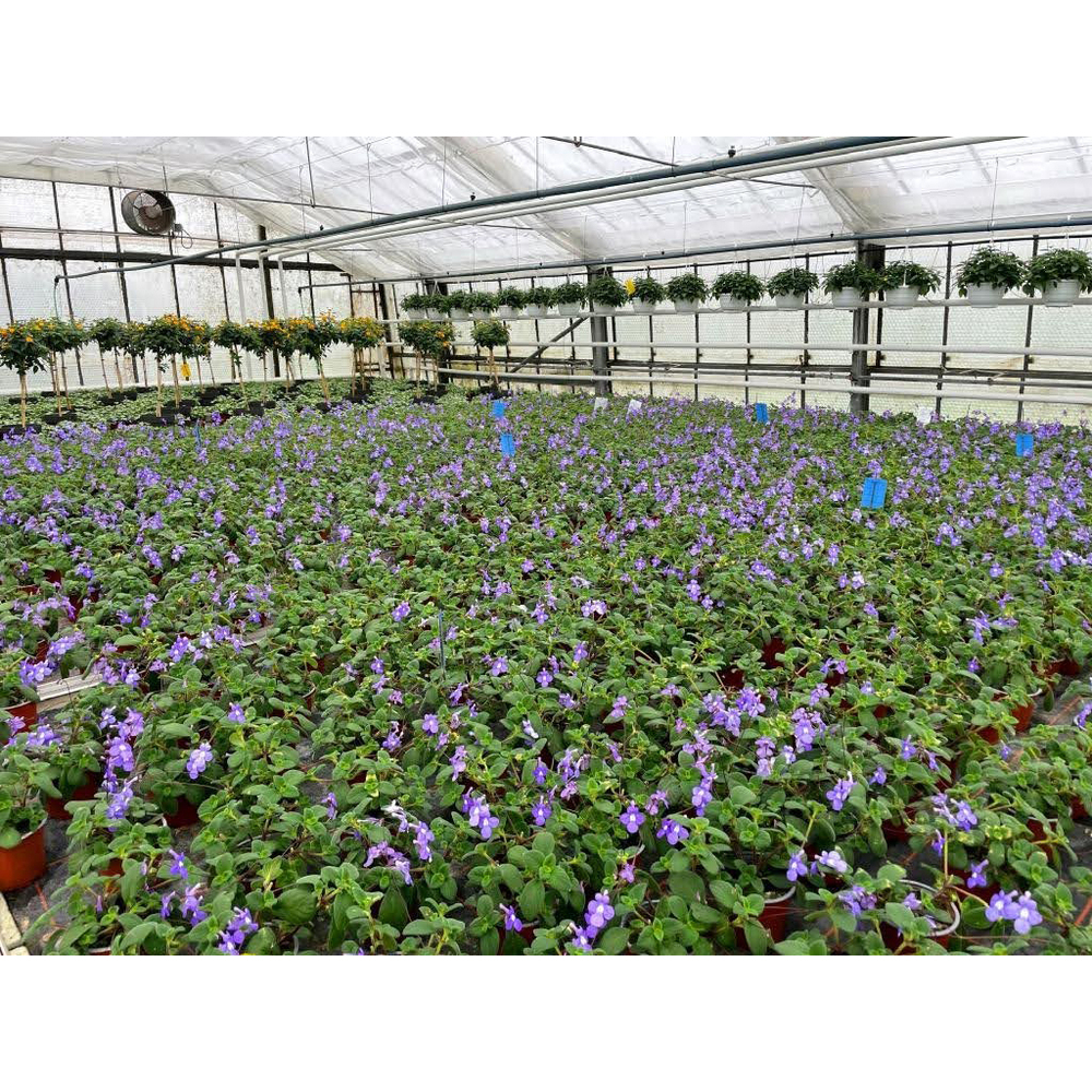 Streptocarpus saxorum