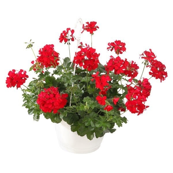 Pelargonium