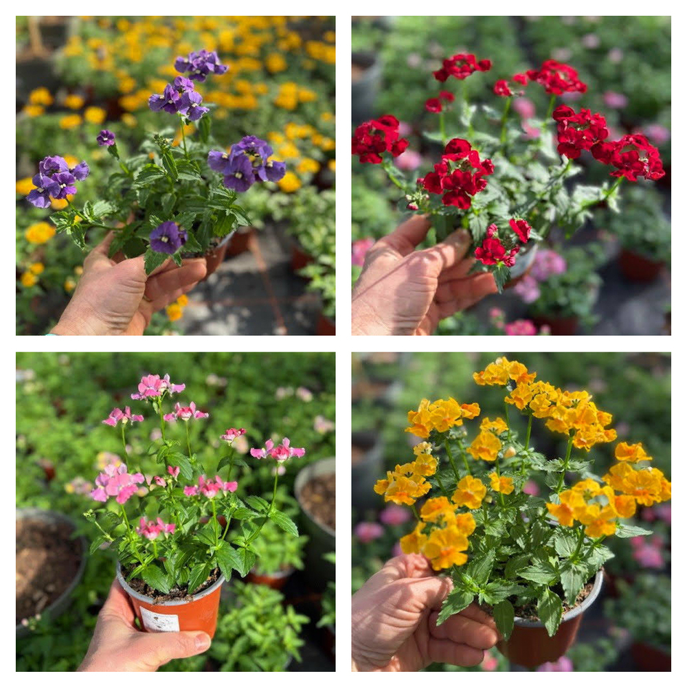 Nemesia