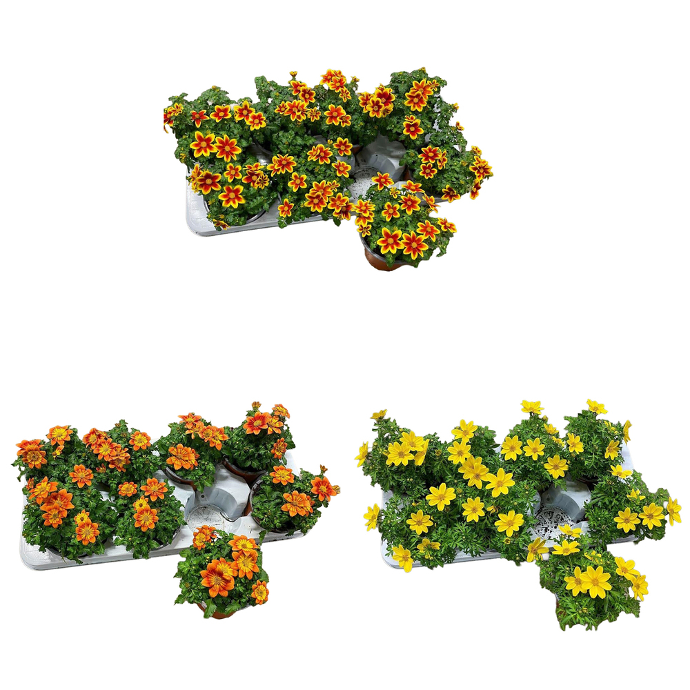 Bidens ferulifolia