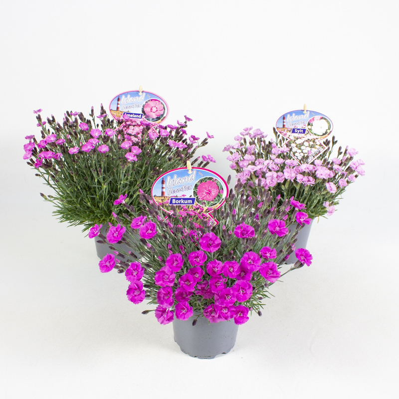 Dianthus caryophyllus island beauties
