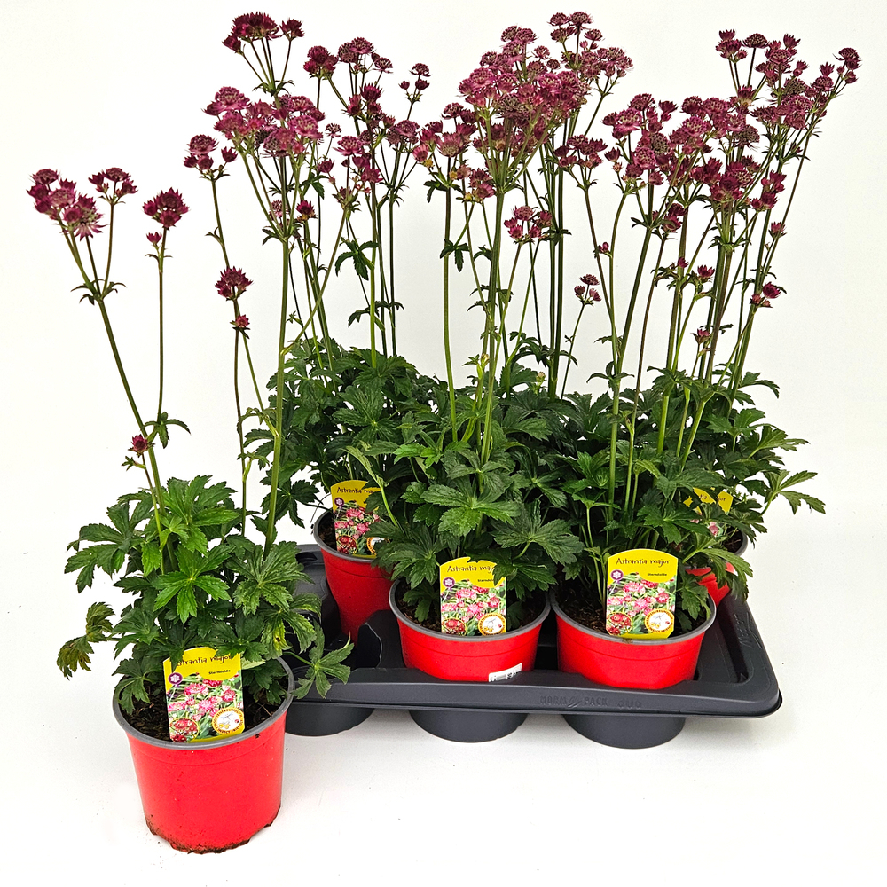 Astrantia major star of beauty