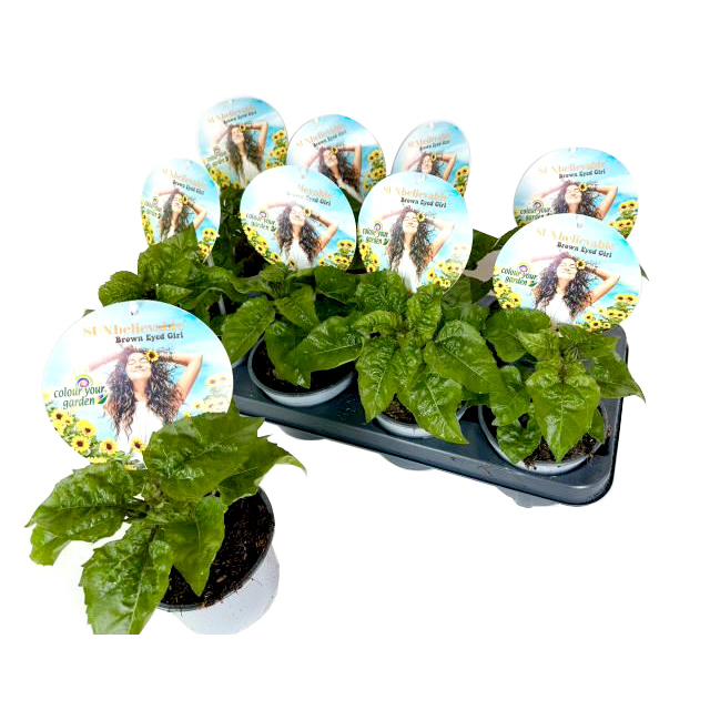 Helianthus annuus sunbelievable