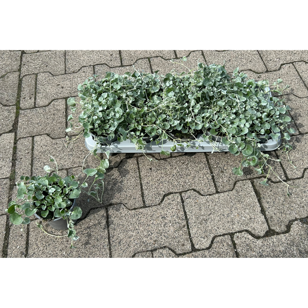 dichondra argenta silver falls