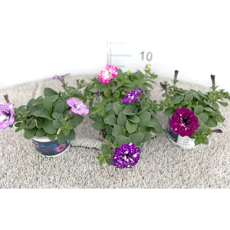 Petunia sky family