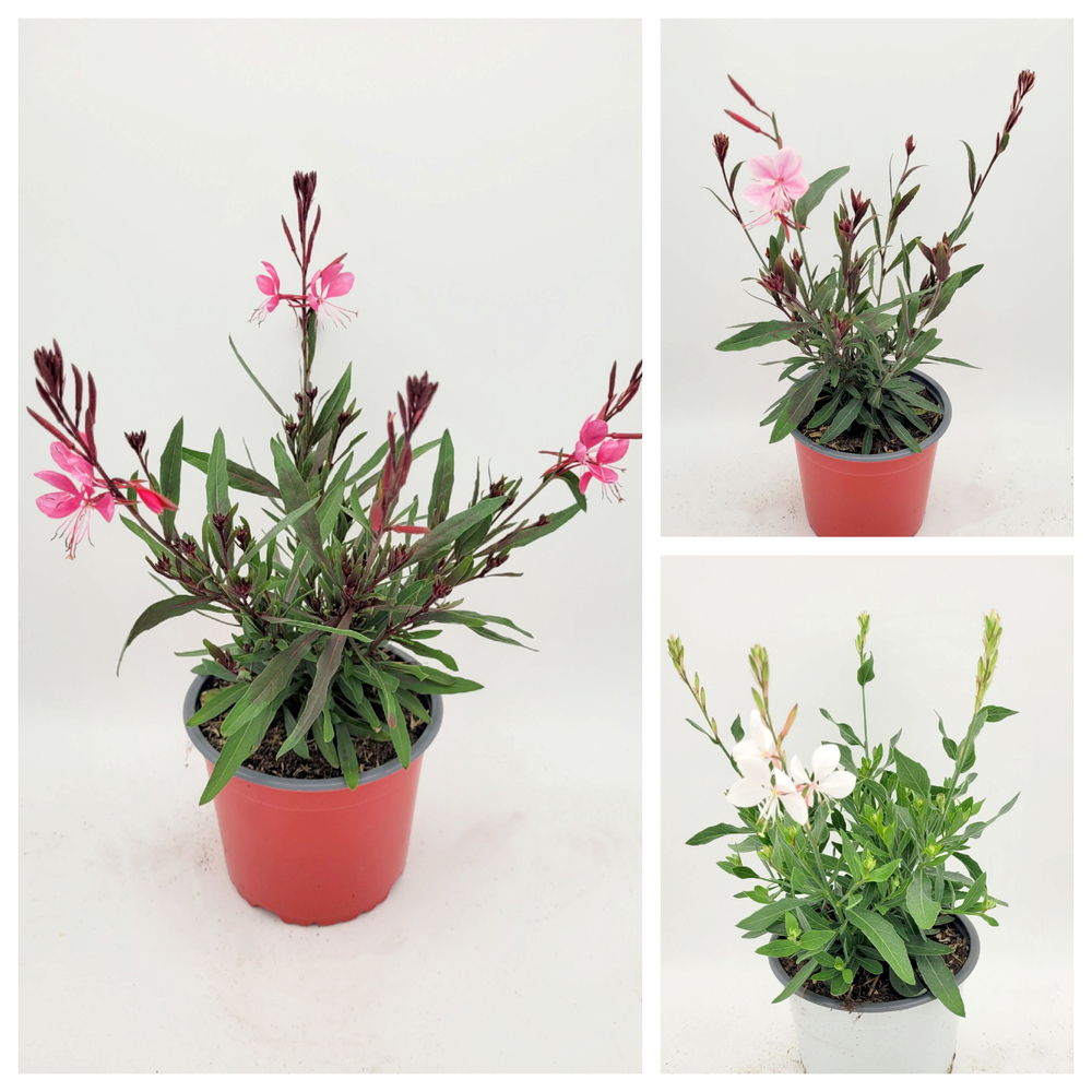 Gaura lindheimeri steffi