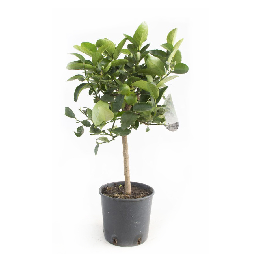 Citrus lima verde limette