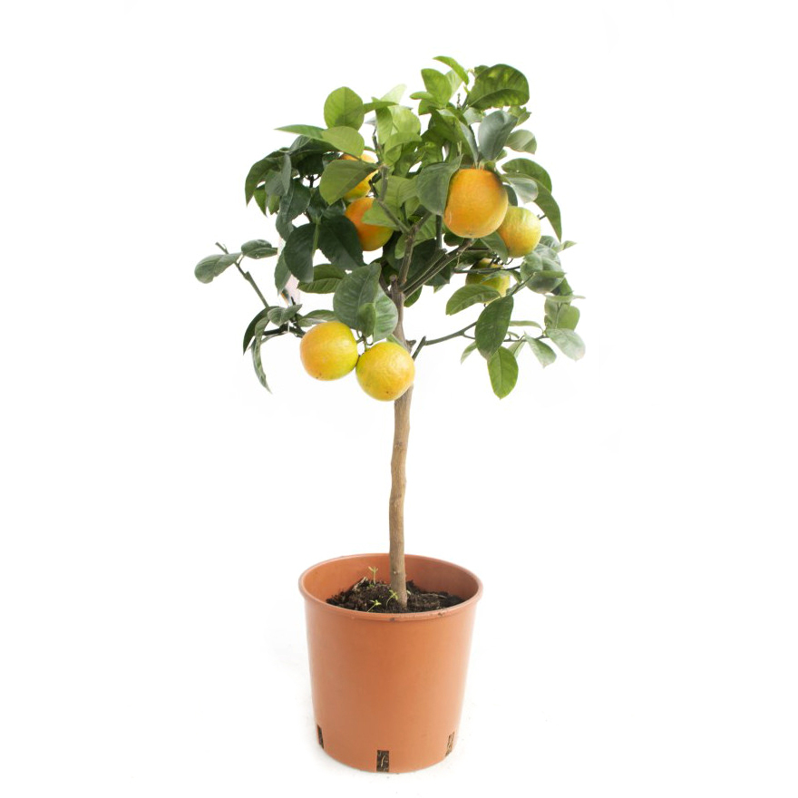 Citrus sinensis (orange)