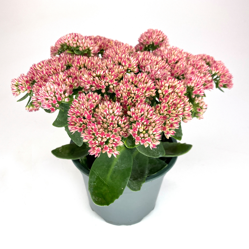 Sedum telephium herbstfreude
