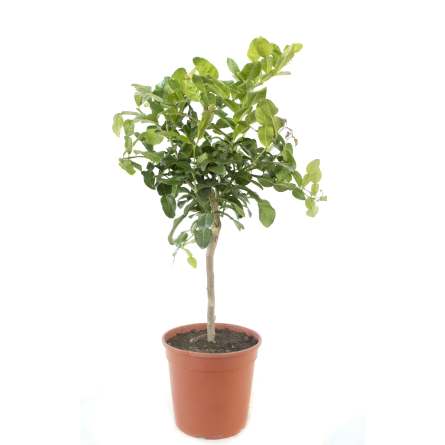 Citrus hystrix kaffir-limette