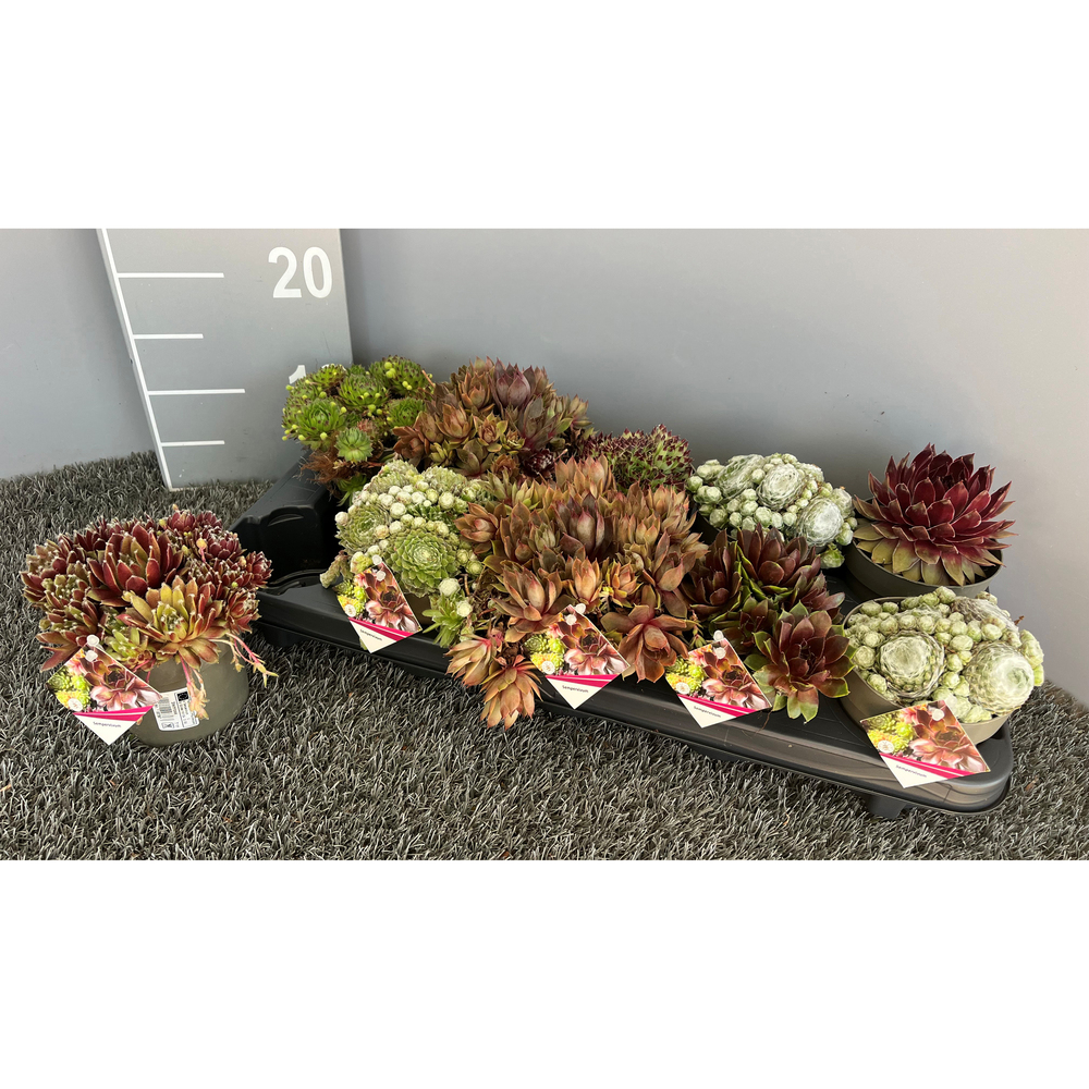 sempervivum