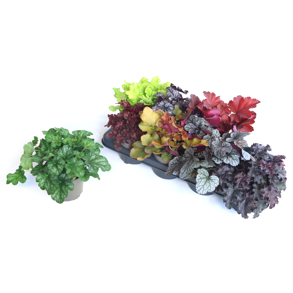 heuchera meristem