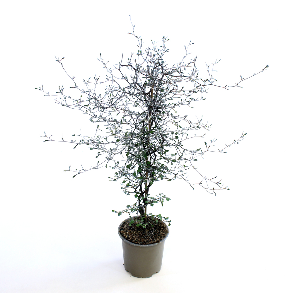 Corokia cotoneaster