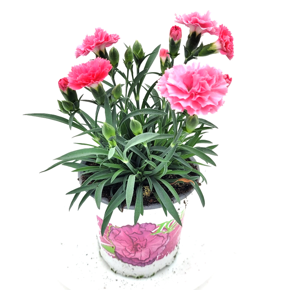 Dianthus caryophyllus i love u