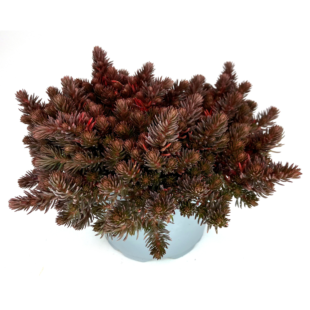 Sedum hakonense chocolate ball