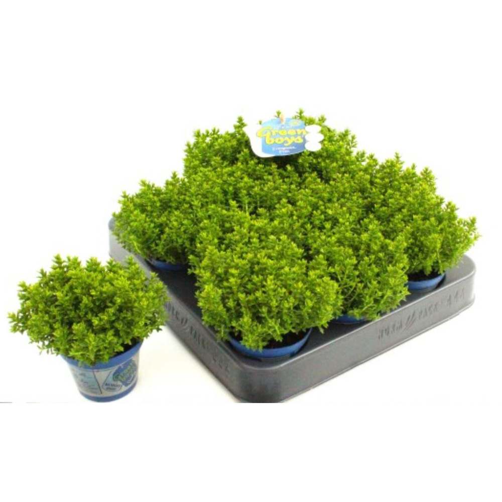 Hebe green globe baby