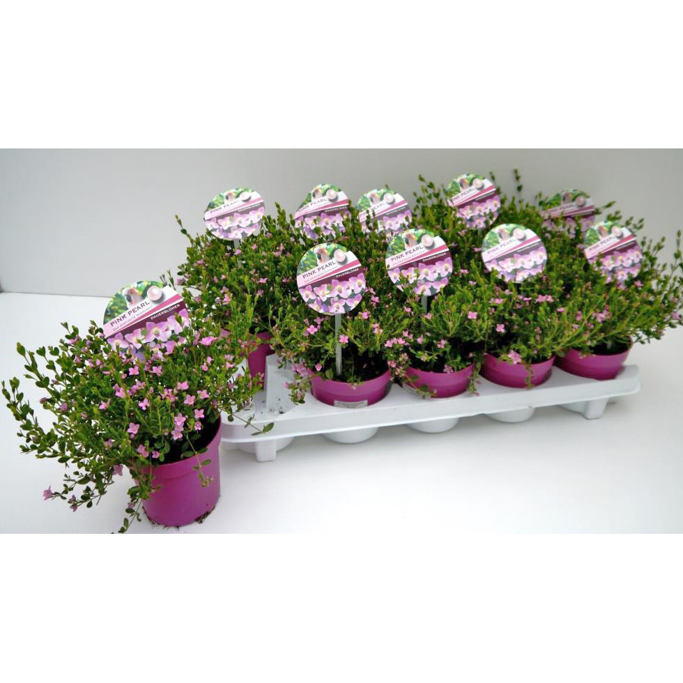 Boronia crenulata pink pearl