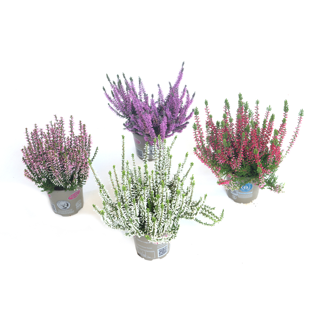 Calluna vulgaris garden girls