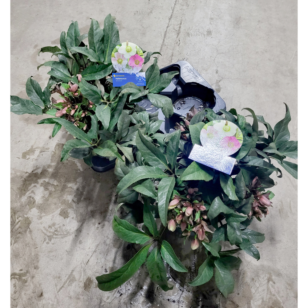 Helleborus hybridus hgc camelot