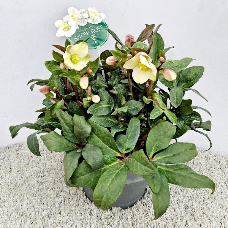 Helleborus ericsmithii hgc snow dance