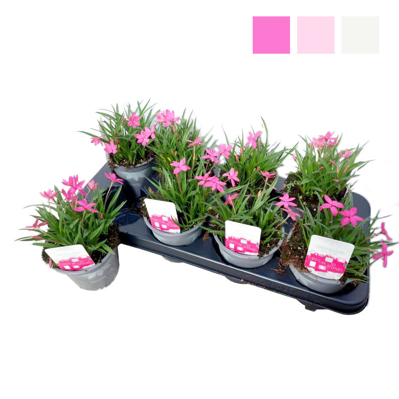 Rhodohypoxis shining star