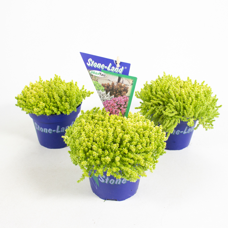 Sedum acre aurea