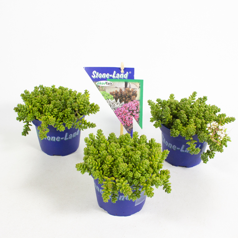 Sedum album coral carpet