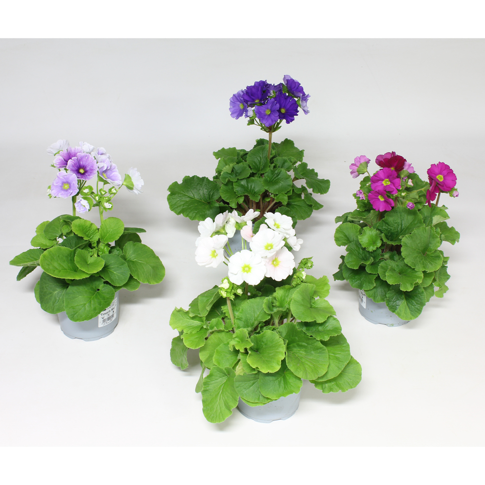 Primula obconica touch me