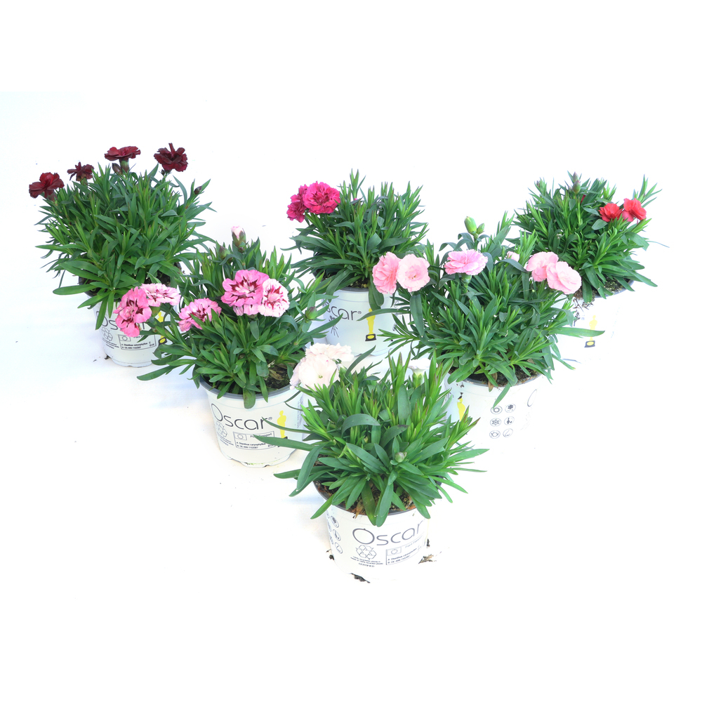 Dianthus caryophyllus oscar uni