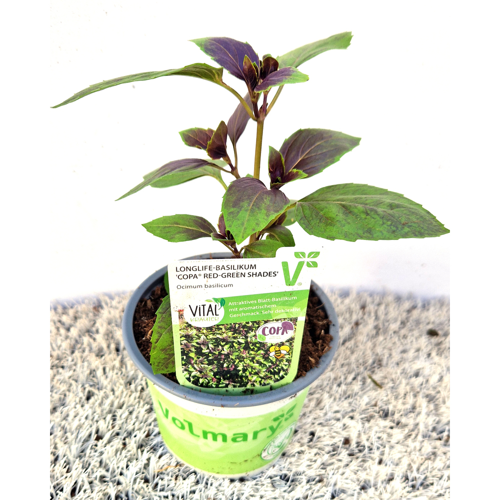 Ocimum basilicum copa red-green shades