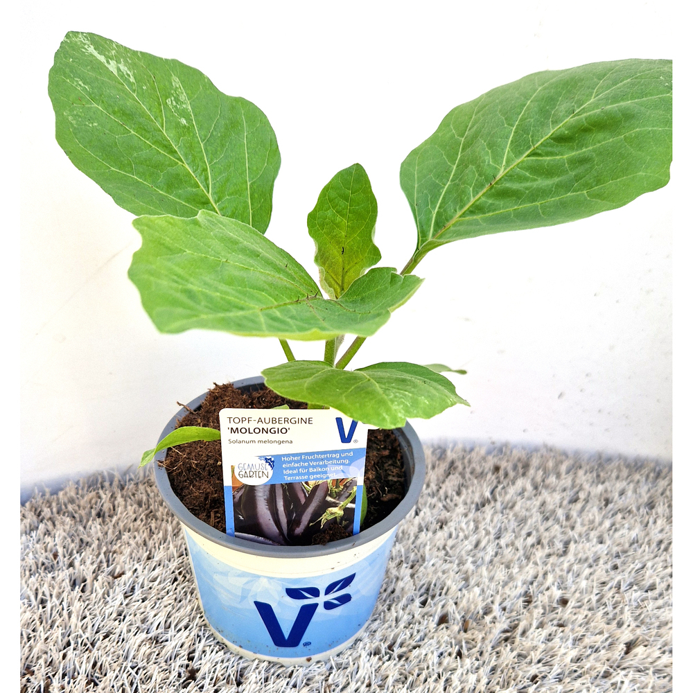 Solanum melongena molongio