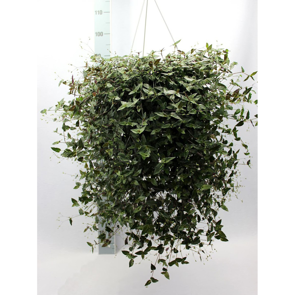 Tradescantia multiflora