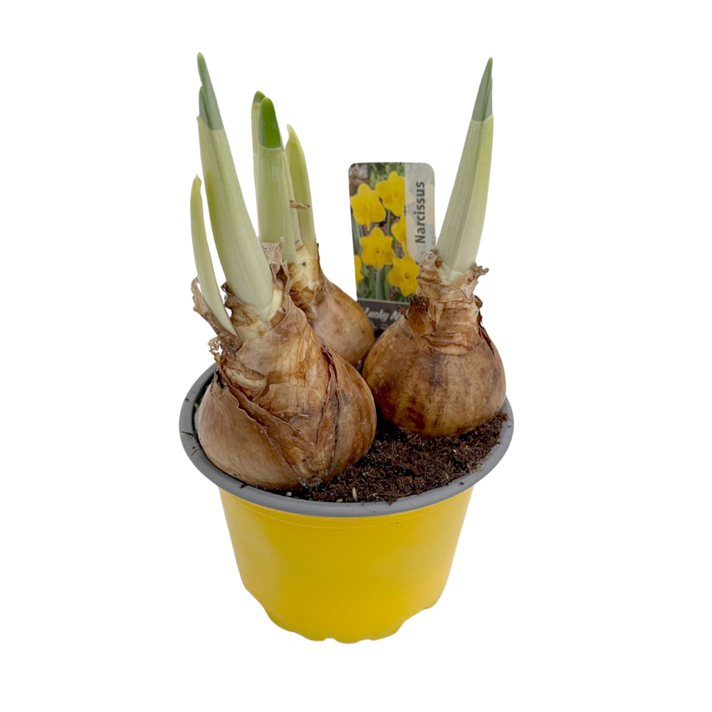 Narcissus lucky number