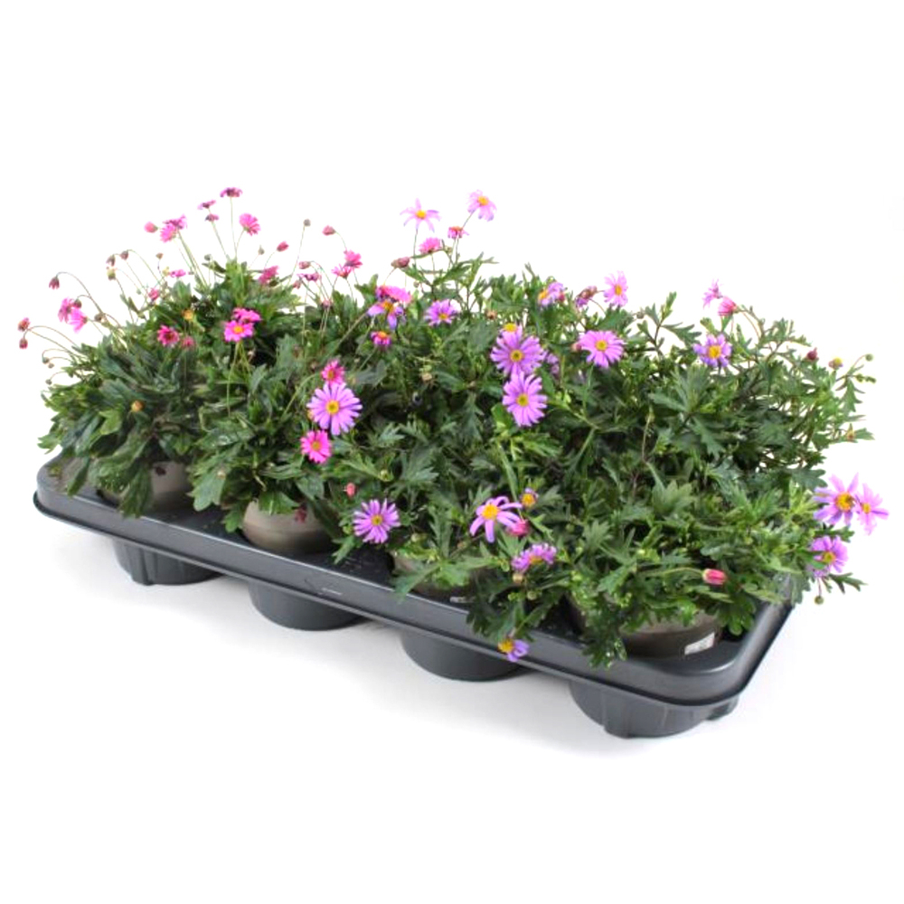 Brachyscome multifida