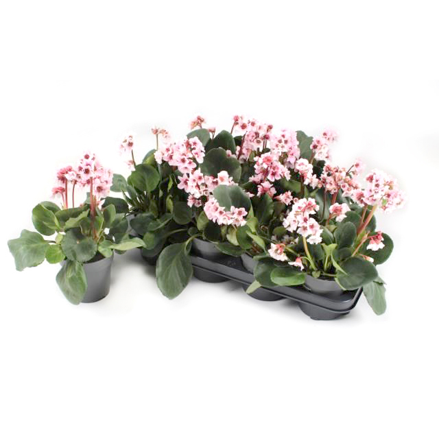 Bergenia cordifolia rosenkristall