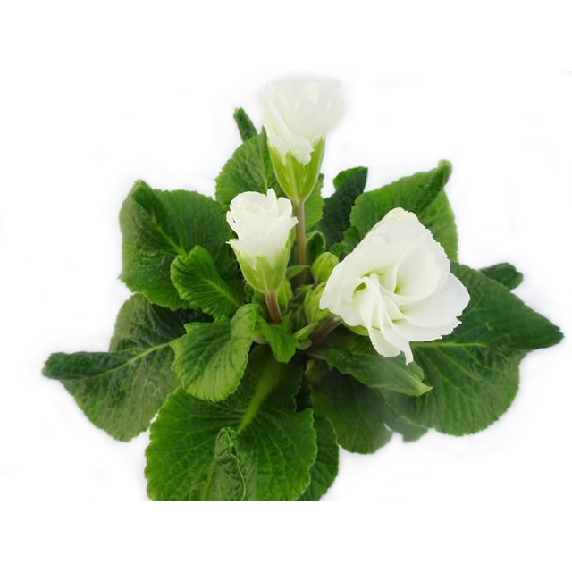 Primula acaulis elle