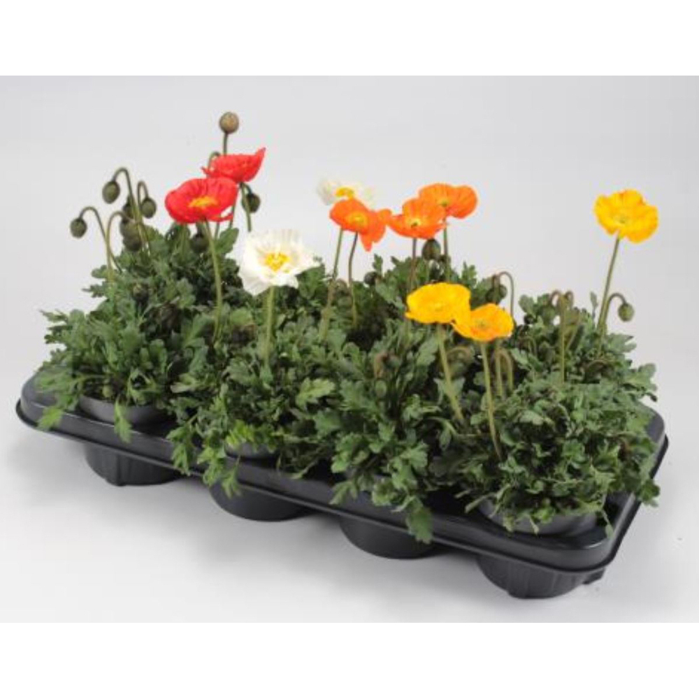 Papaver nudicaule pop-up