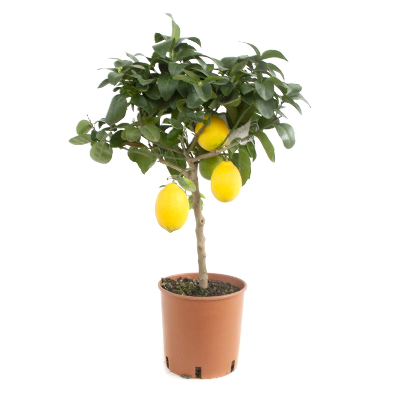 Citrus limon (zitrone) meyer