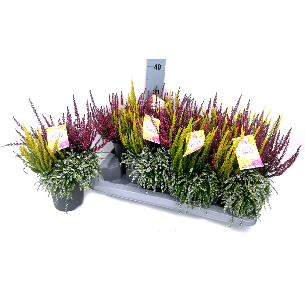 Calluna vulgaris garden girls up down girl