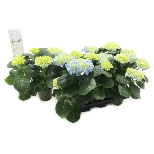 Hydrangea macrophylla