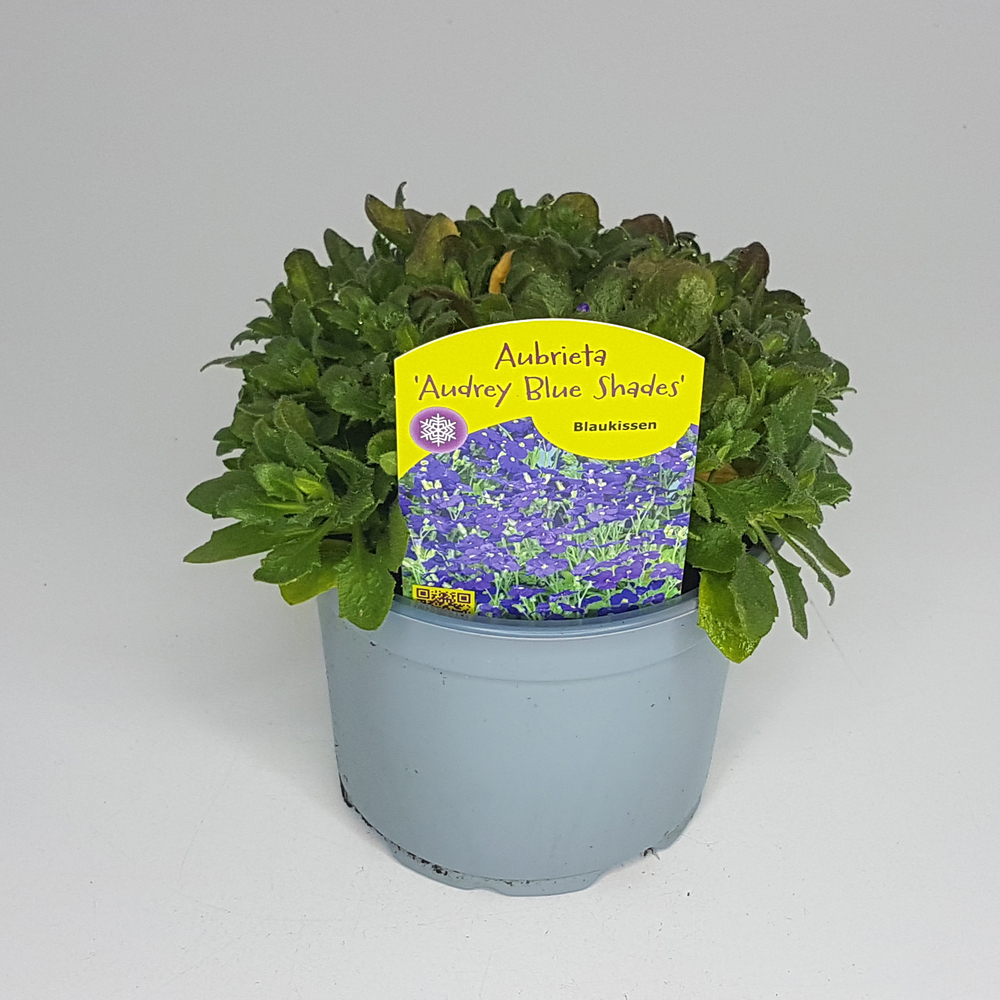 Aubrieta blue shades