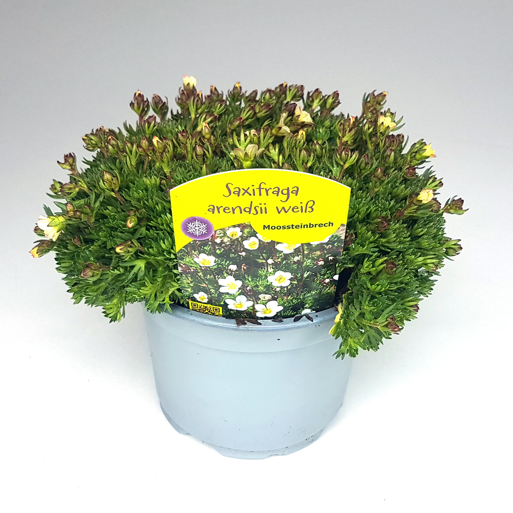 Saxifraga arendsii peter pan