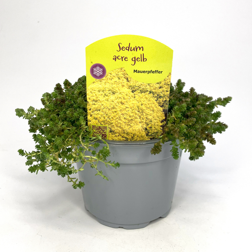sedum acre